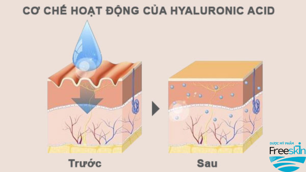 Cơ chế hoạt động của HA