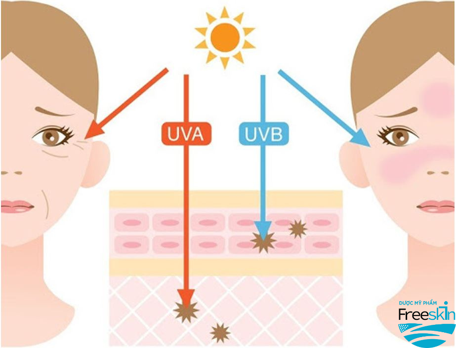 Tác động của tia UV lên da